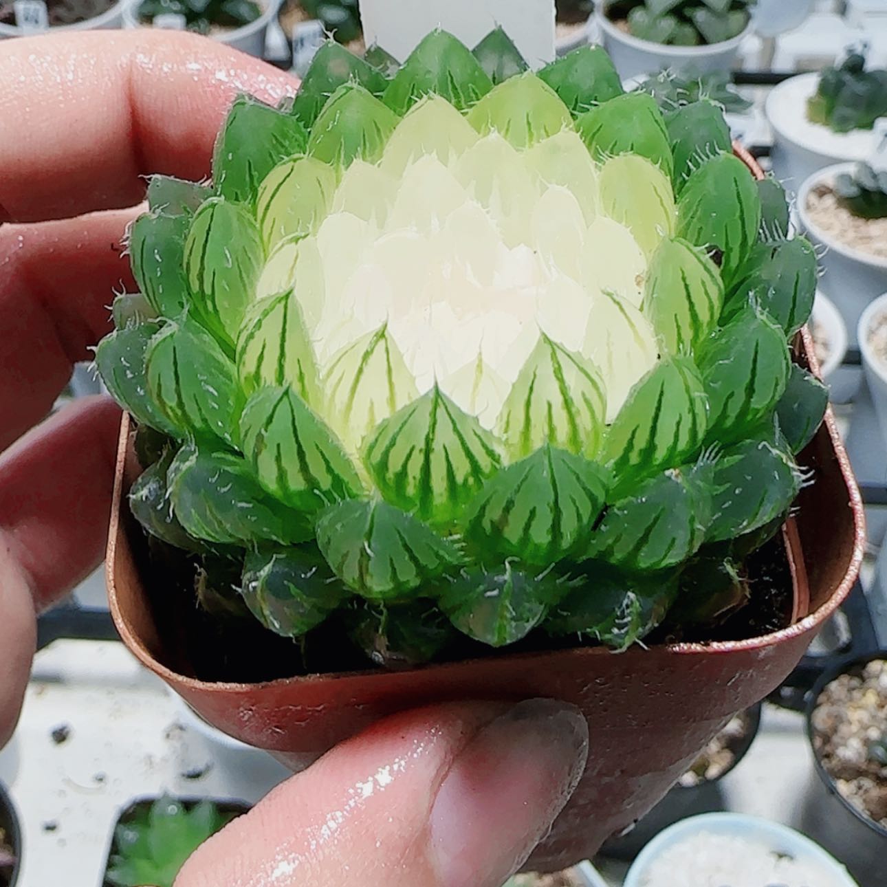 【闪购商品】宝莲灯多肉