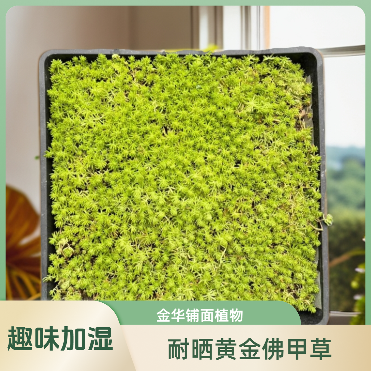 【园艺小路】佛甲草--方盘成品苗，快速覆盖，适合庭院园林，四级常绿