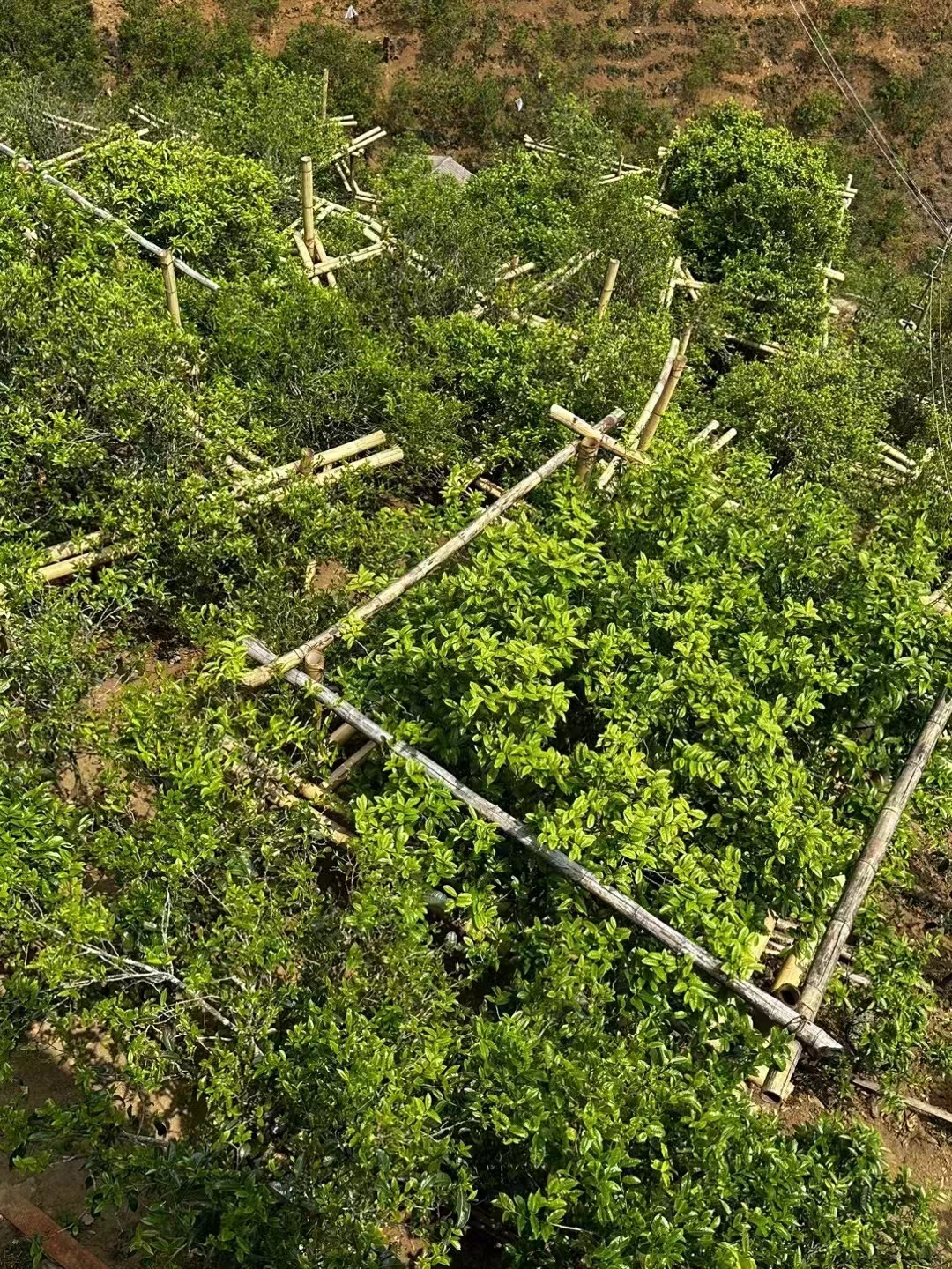 代拍普洱茶代拍链接3 （实际以直播间讲解为准）