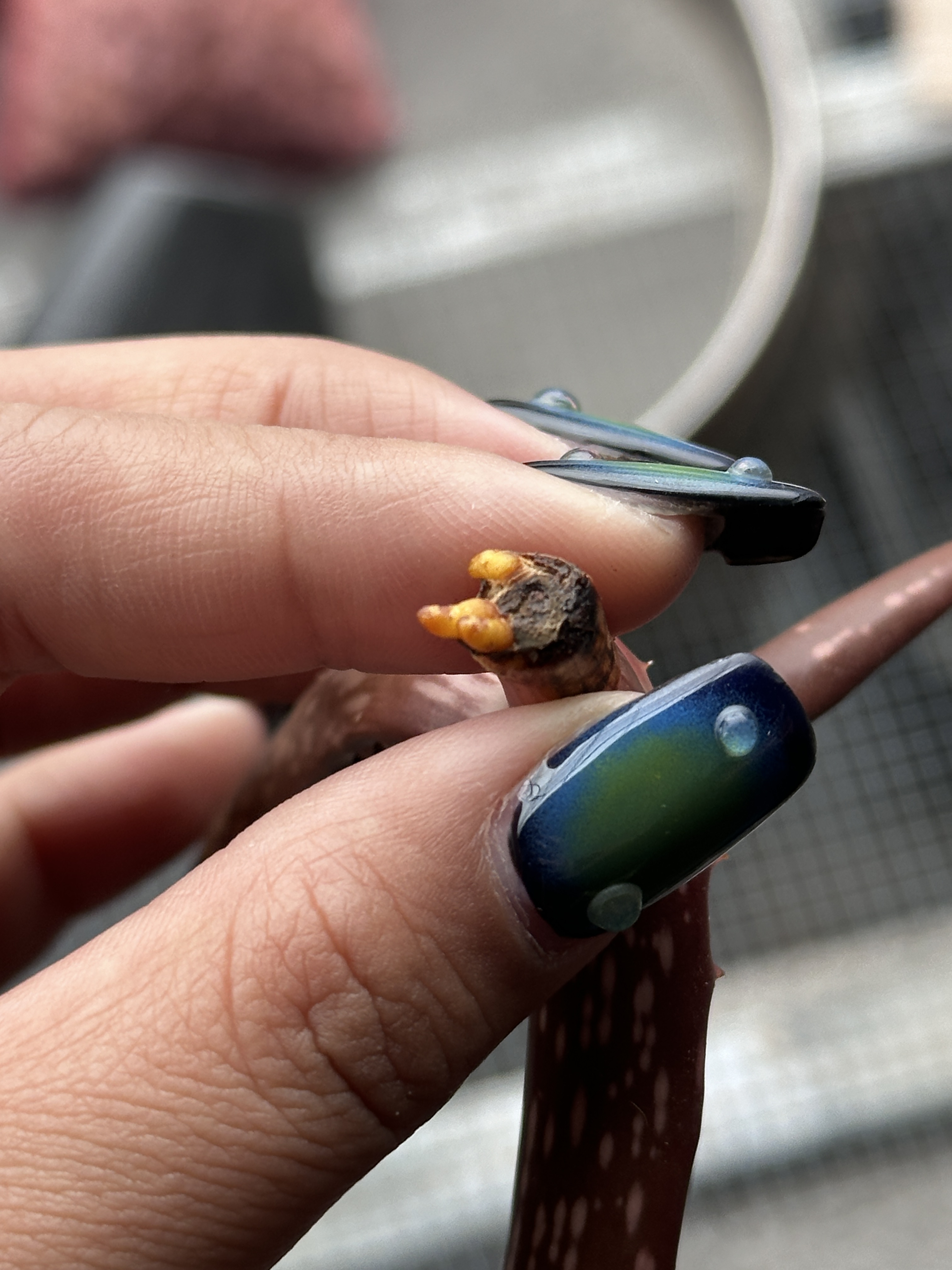 多肉植物凯魔龙芦荟