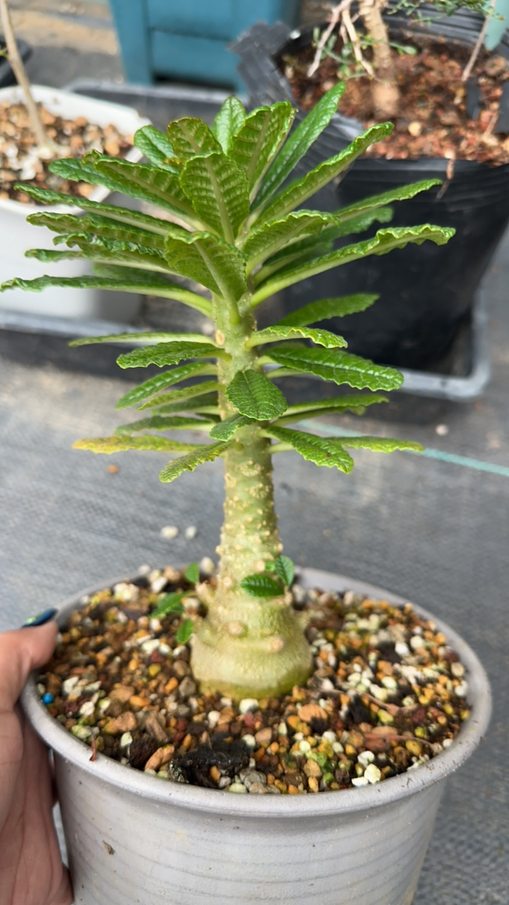 多肉植物普通巨琉桑实生