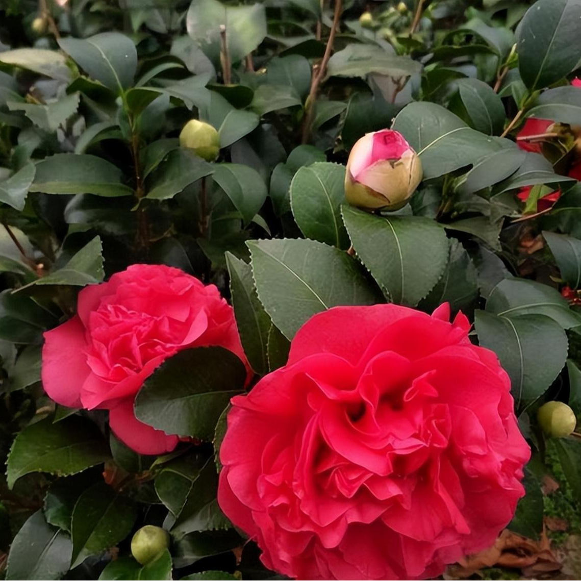 精品香妃克瑞墨赤丹茶花室内阳台绿植盘载花卉