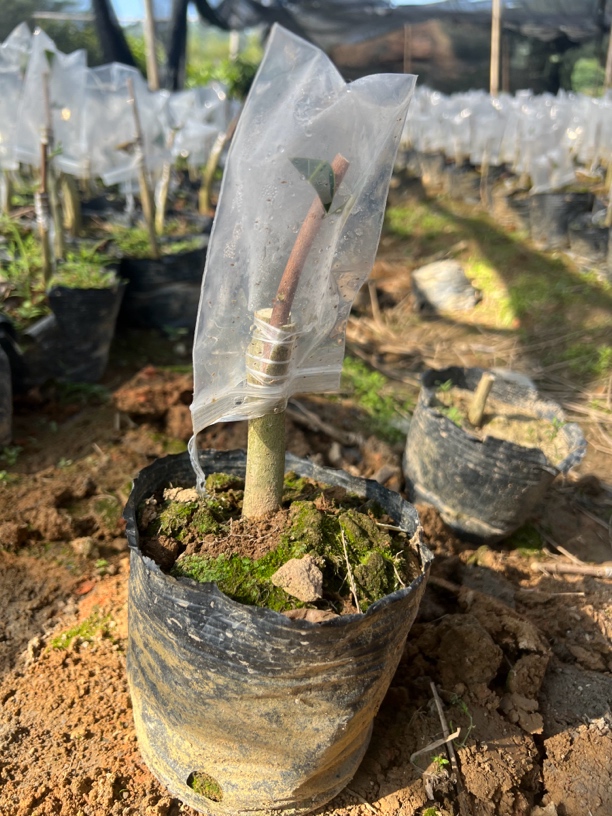 沉香奇楠苗奇楠沉香苗优质奇楠木苗春苗预定