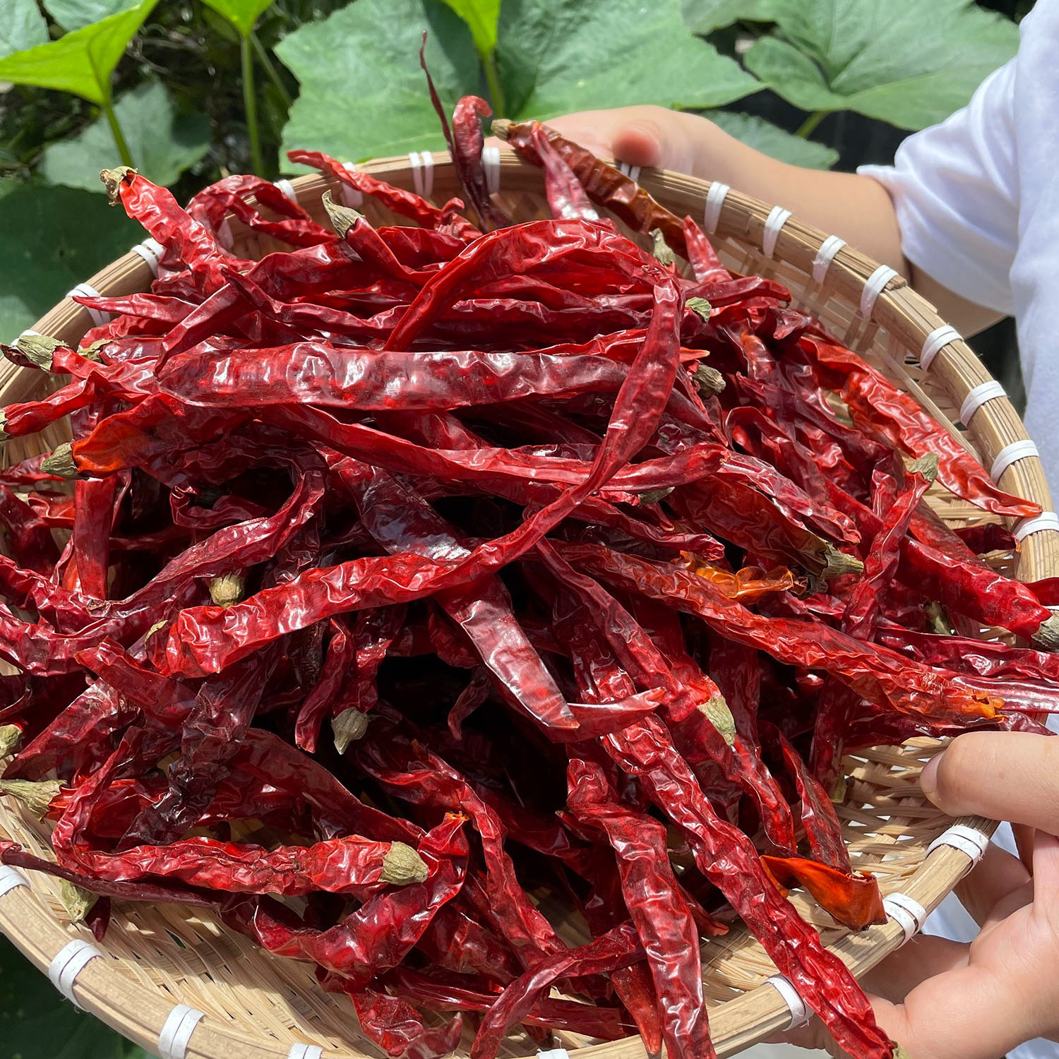 贵州特产虾子干辣椒遵义干海辣个个辣椒（二荆条）