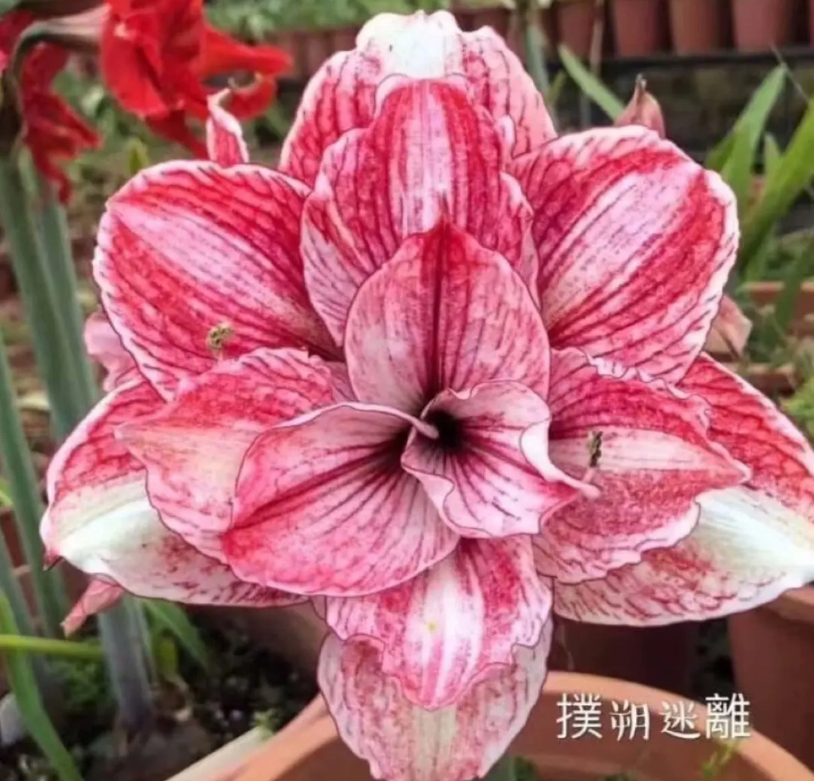 扑朔迷离朱顶红绿植 包对版 拍前请沟通