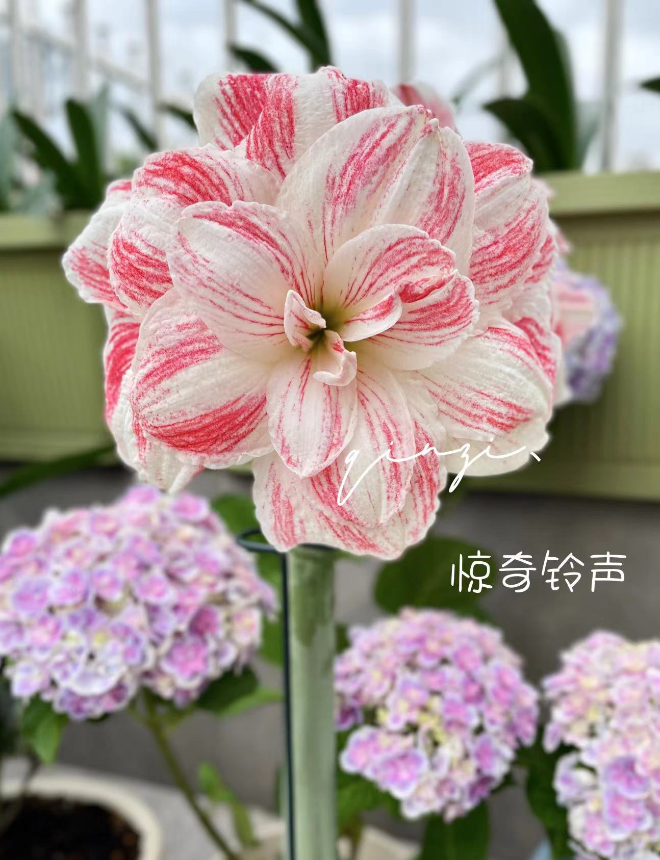 朱顶红斯嘉丽  惊奇铃声 杏色天空  北极铃声 梦露 精灵