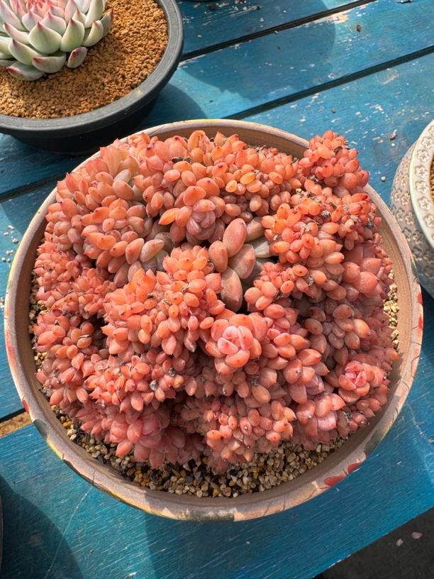 韩国星影缀化老桩多肉植物