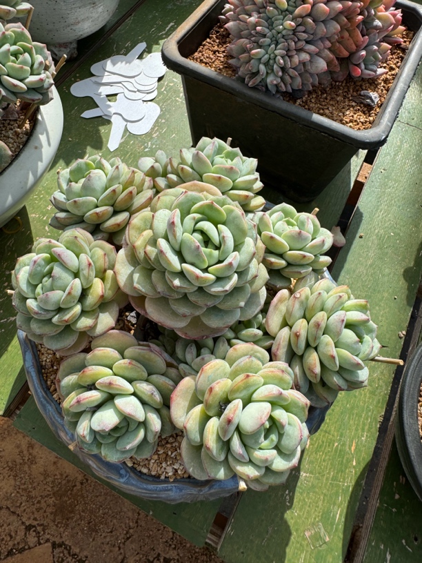 香草比斯整无砍捧花多肉植物