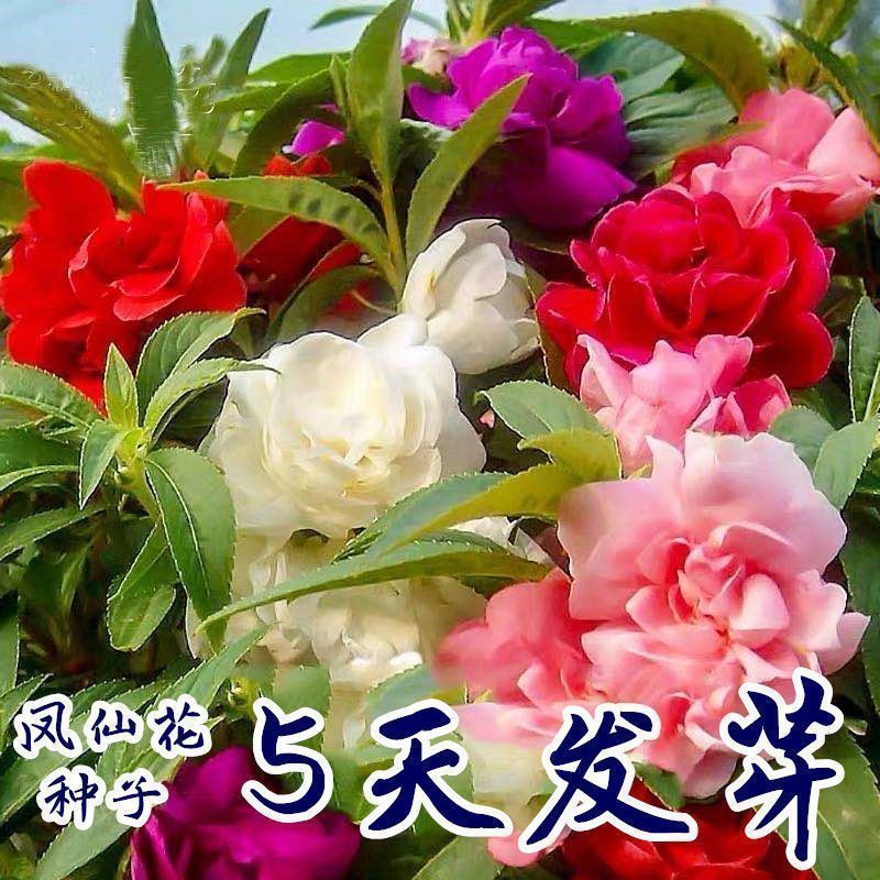 【亏冲】重瓣凤仙花种子 指甲花凤仙茶花四季播易活庭院阳四月种植