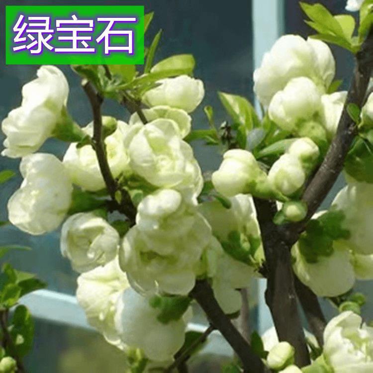 原生绿宝石海棠耐寒植物，盆栽地栽都可以