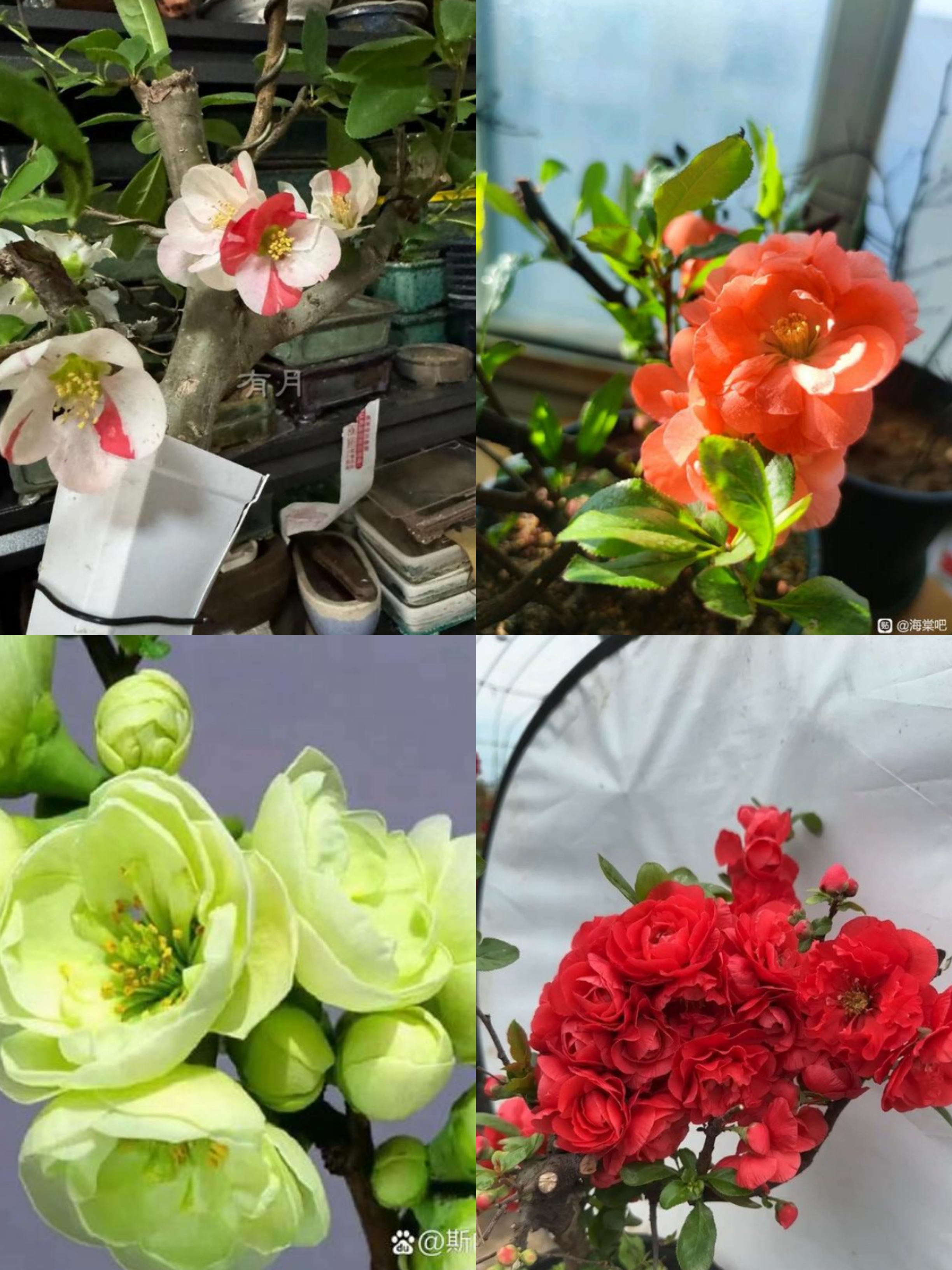 海棠，东阳景，梦会卷，世界一，绿宝