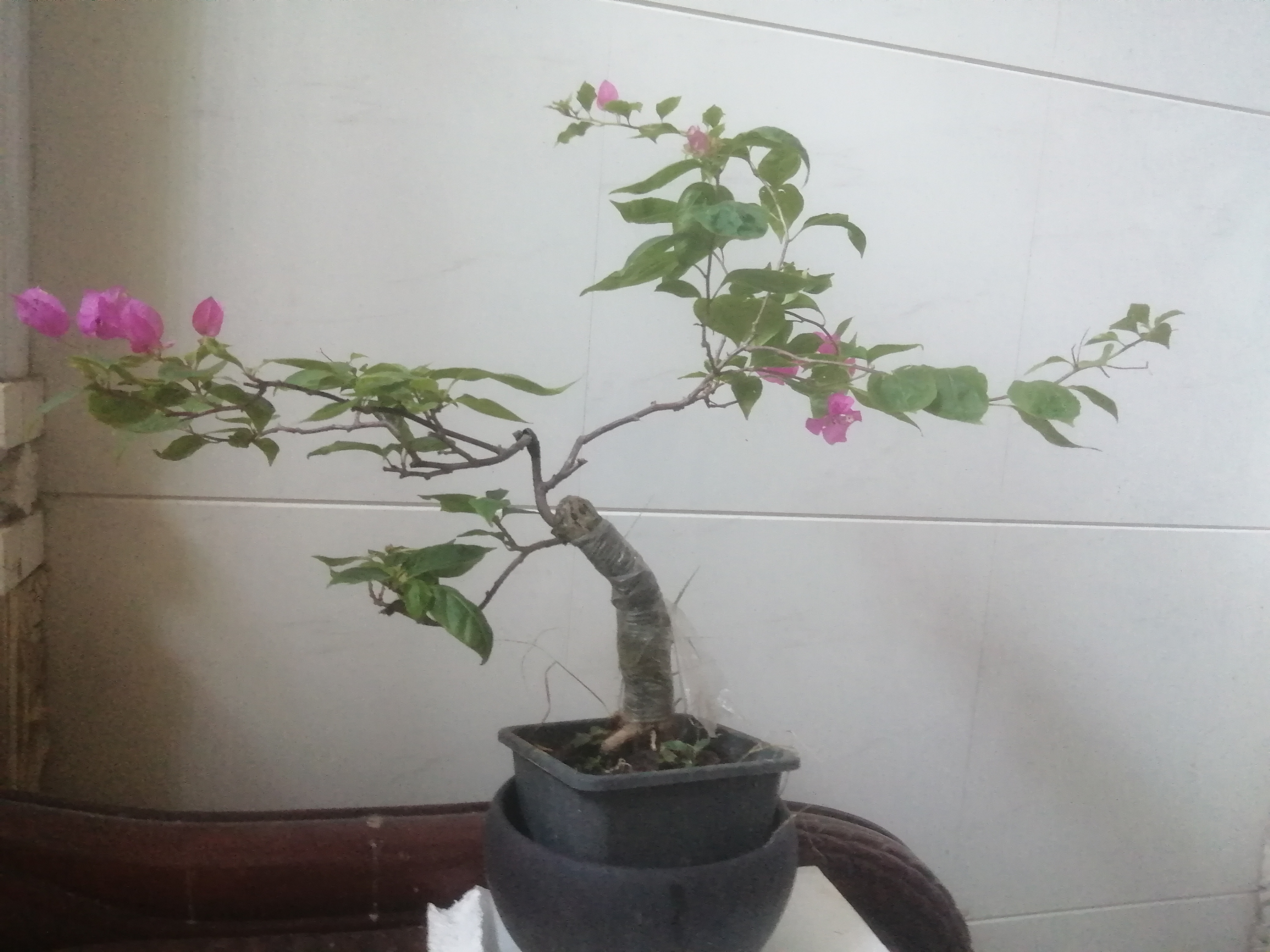 花色艳丽，三角梅老桩