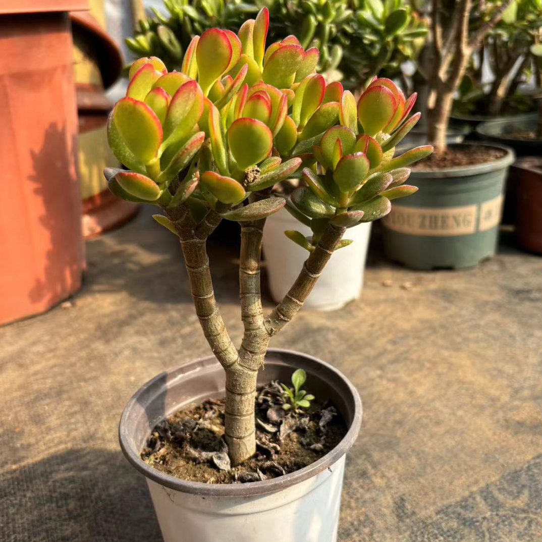 姬红花月小老桩米叶玉树