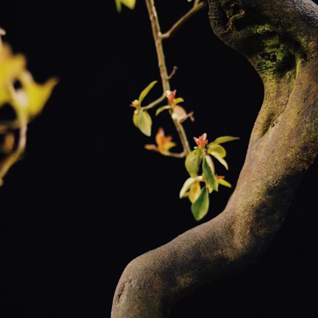 金弹子微盆景 一物一拍