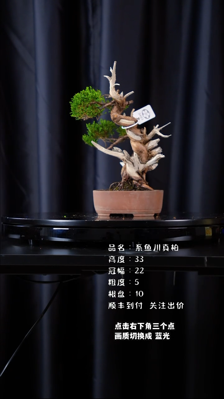【闪购商品】系鱼川日本