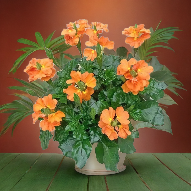 鸟尾花盆栽多年生好养花卉四季开花阳台庭院室内常绿植物四季好养