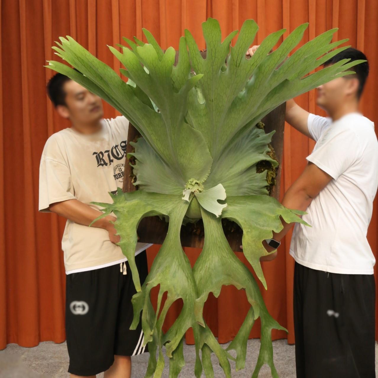 何其美鹿角蕨 经典品种原生巨型鹿角蕨 客厅挂墙观叶植物高辨识度