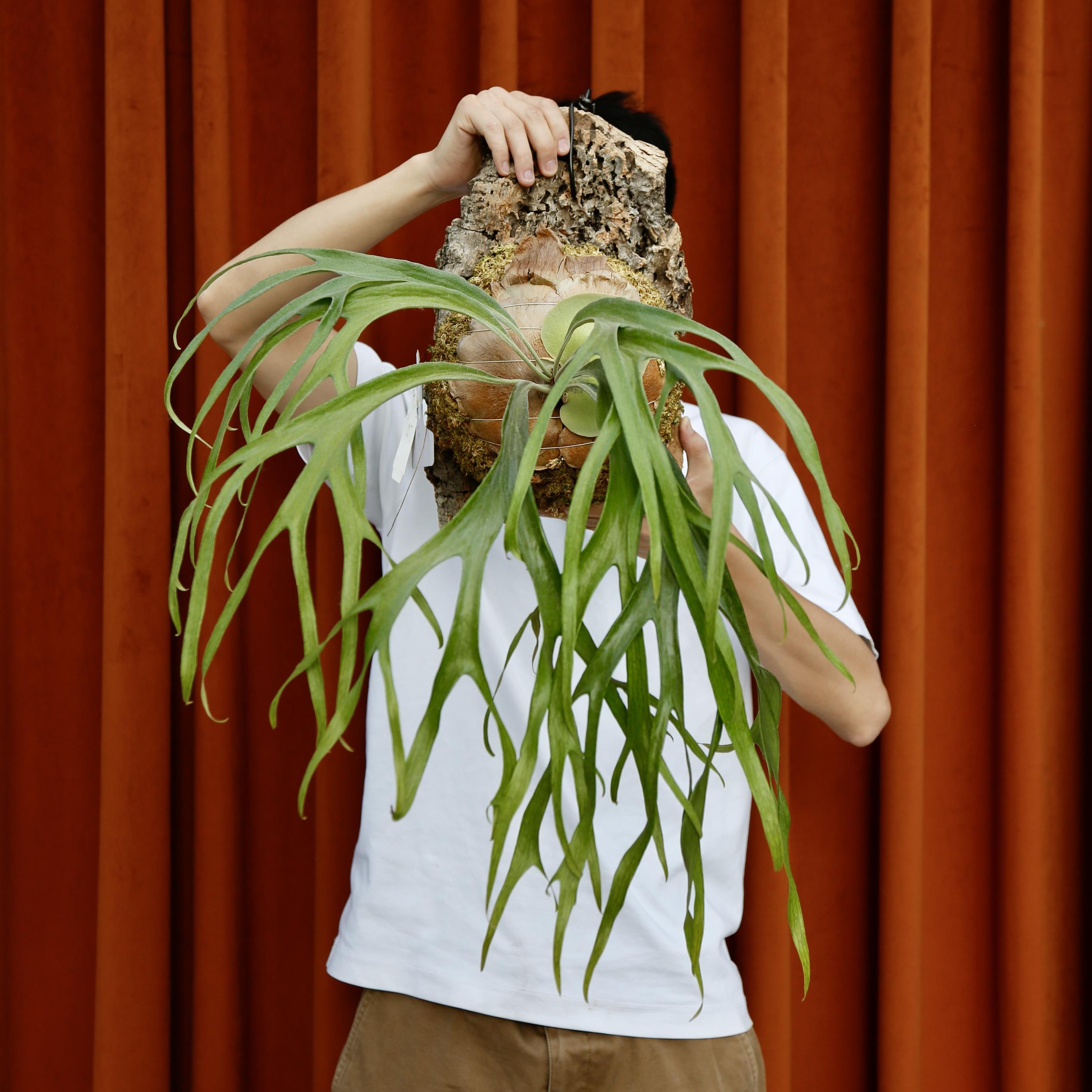 小猫咪鹿角蕨路易氏小猫咪鹿角蕨热植ins风室内盆栽新手友好绿植
