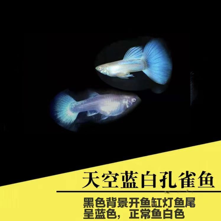 【天空蓝白】孔雀鱼可繁殖公母搭配2-3cm耐活好养小型淡水鱼