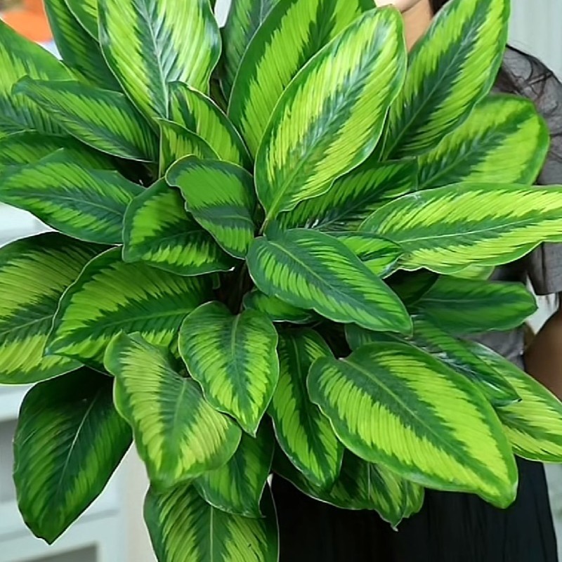 魅力之星竹芋观叶植物喜阴绿植室内桌面盆栽土培净化空气包邮