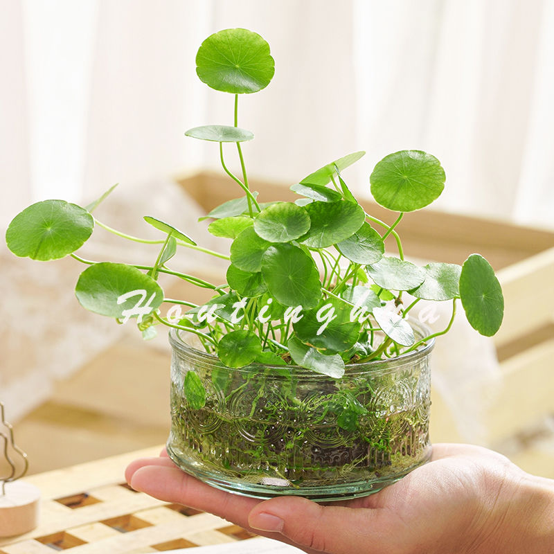 简约创意玻璃花瓶透明铜钱草玻璃瓶办公桌水培盆栽植物室内小绿植