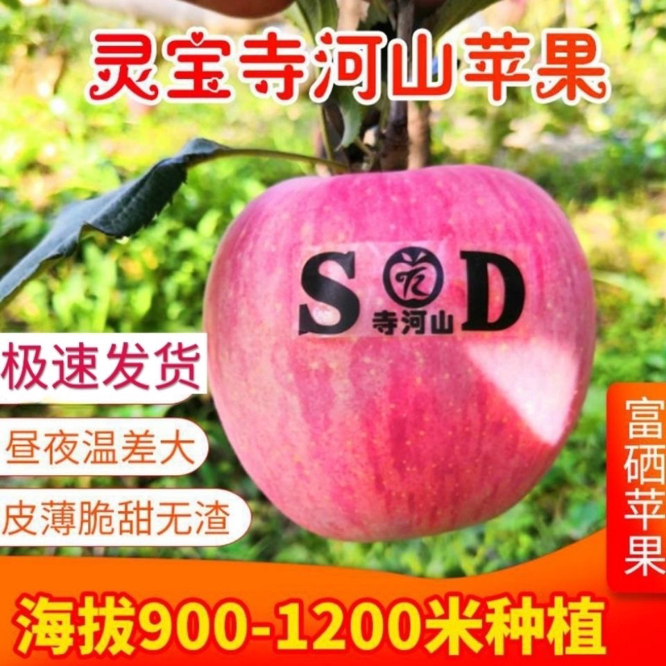 灵宝新鲜苹果寺河山高山果园富硒红富士新鲜水果批发零售产地直销
