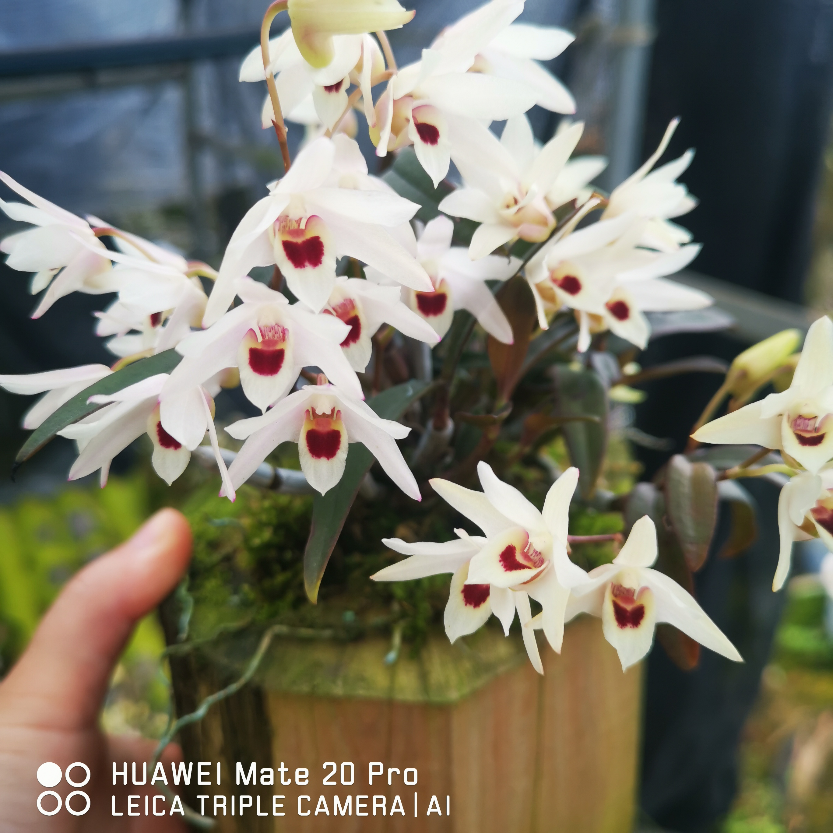 丹霞白花驯化苗红杆软脚铁皮石斛苗石斛盆栽珍品丹霞红米