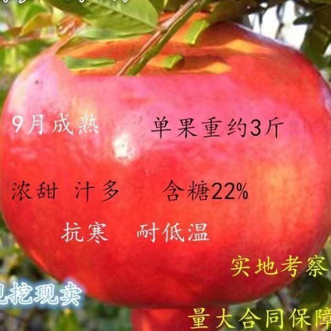 特大石榴树树苗新品种果树苗嫁接软籽石榴树苗盆栽地栽南北方种植