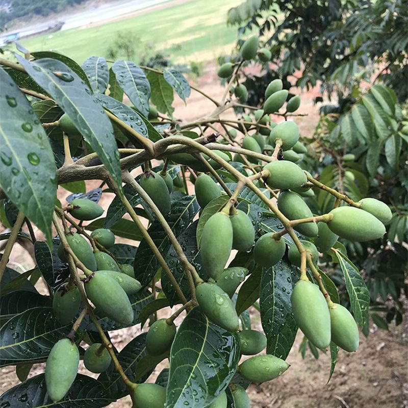 正宗檀香橄榄嫁接苗 金玉三棱捻 青橄榄果树苗嫁接果树苗地栽盆栽