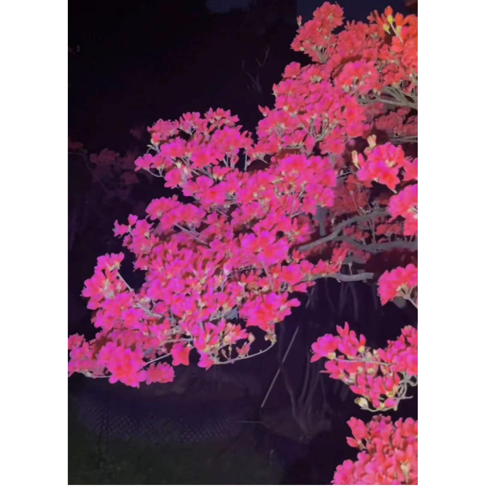 映山红地景全冠多层花瓣先花后叶五年熟桩耐寒好养活包邮到家