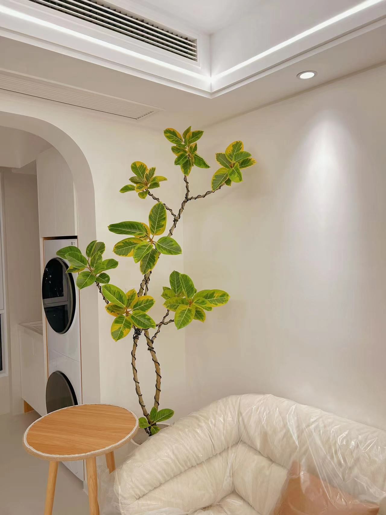 青叶橡皮树黄金榕网红款室内好看室内好看绿植鲜活绿植造景绿植