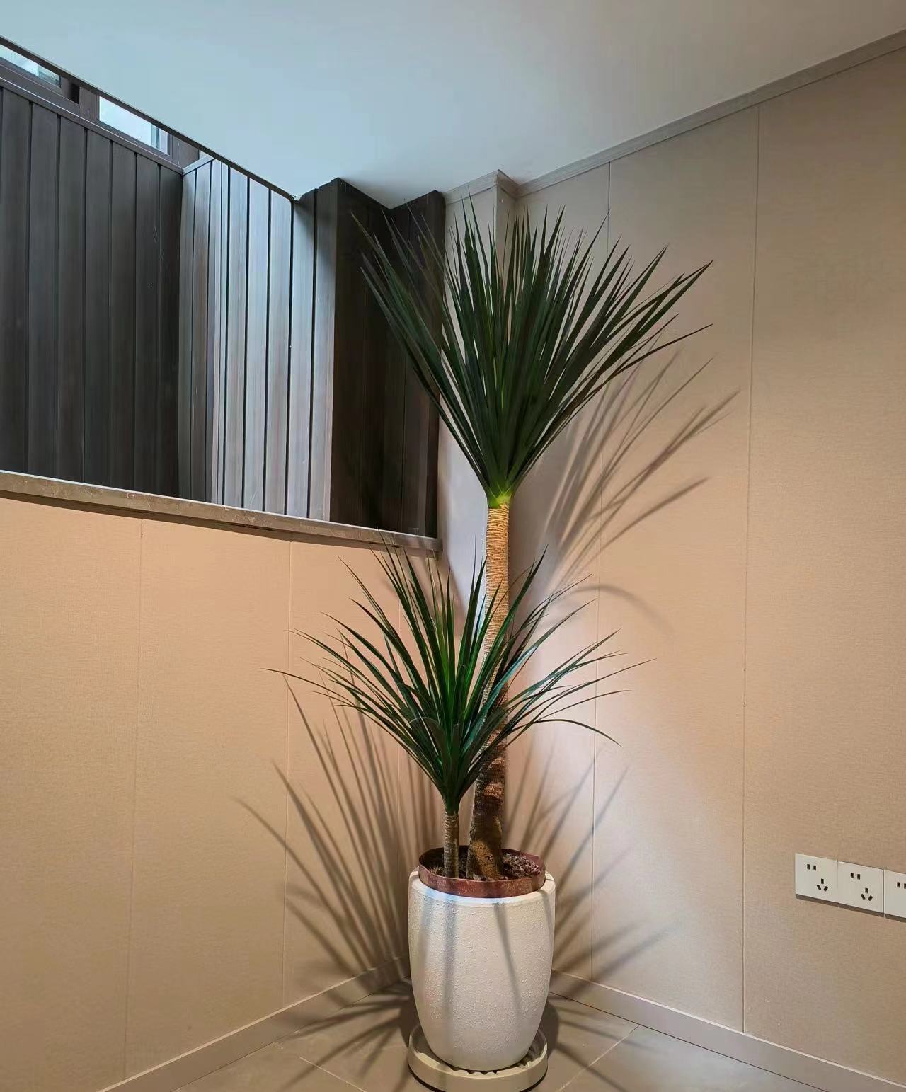 龙血树大型室内造景绿植新手小白好养护绿植室内好看耐养鲜活绿植