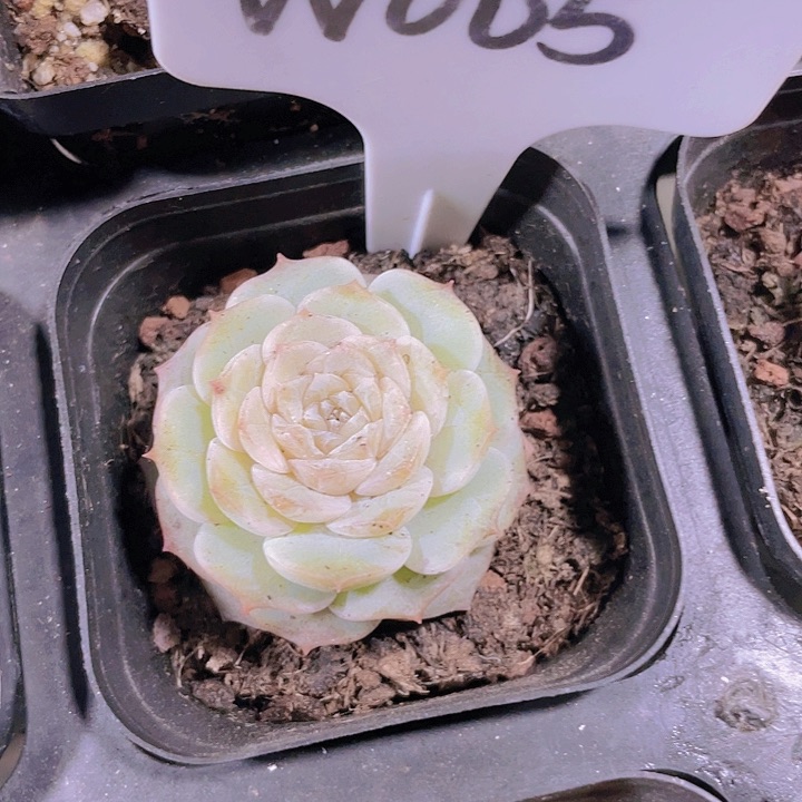 纯爱w005一物一拍