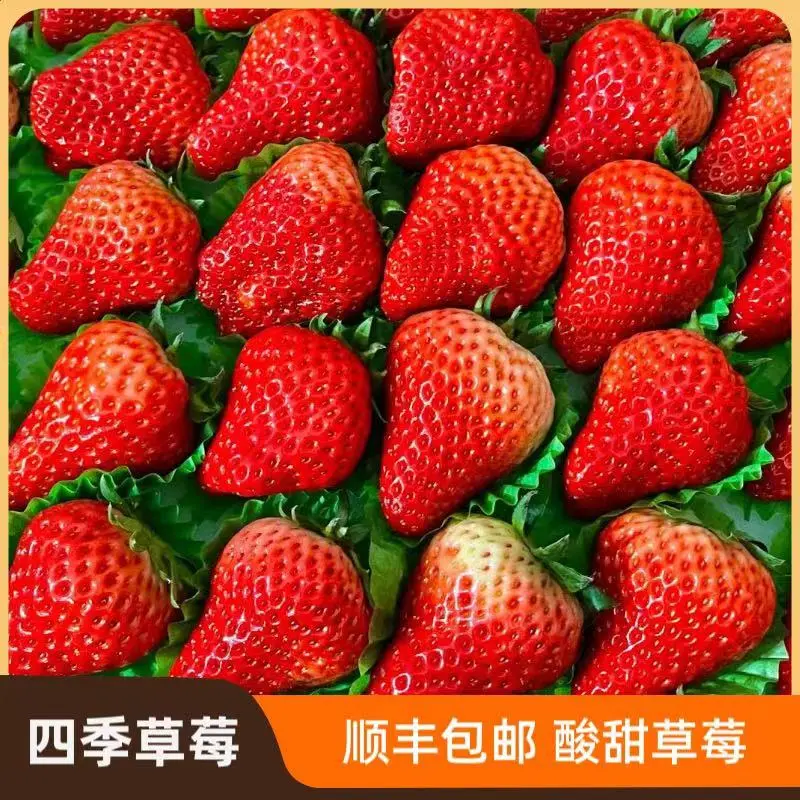 【顺丰包邮】四季高山酸甜草莓新鲜水果孕妇水果草莓现摘现发300g