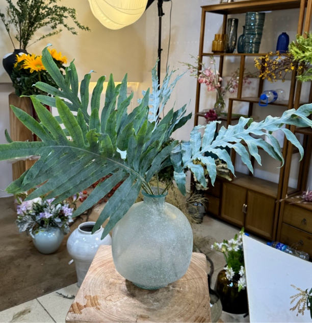 【拾花拾木】蓝星水龙骨  鲜花云南鲜花