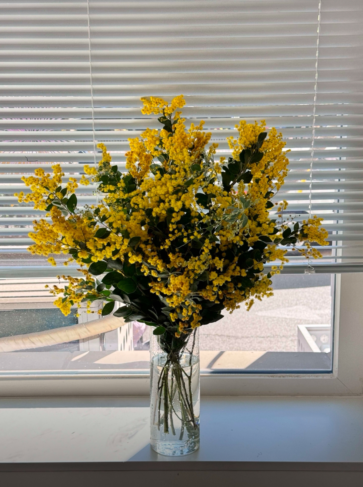 【拾花拾木】银叶金合欢 鲜花云南鲜花