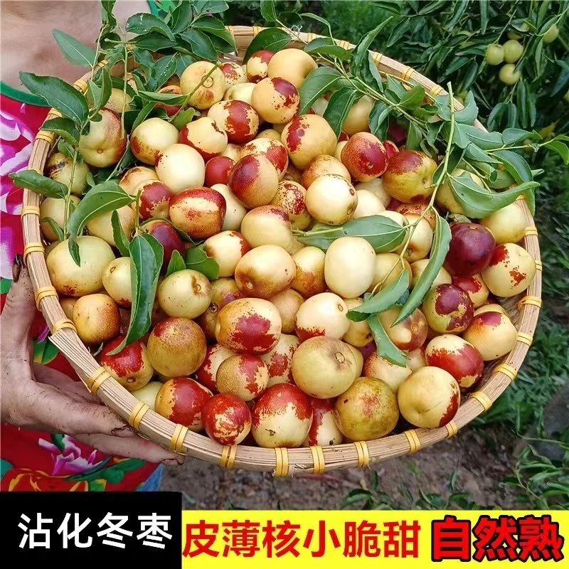 沾化冬枣皮树苗薄核小脆甜