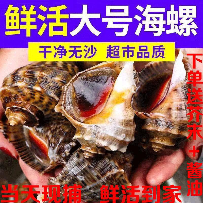 海螺鲜活批发特大野生超肥大中小螺类海鲜水产贝类田螺产地直销