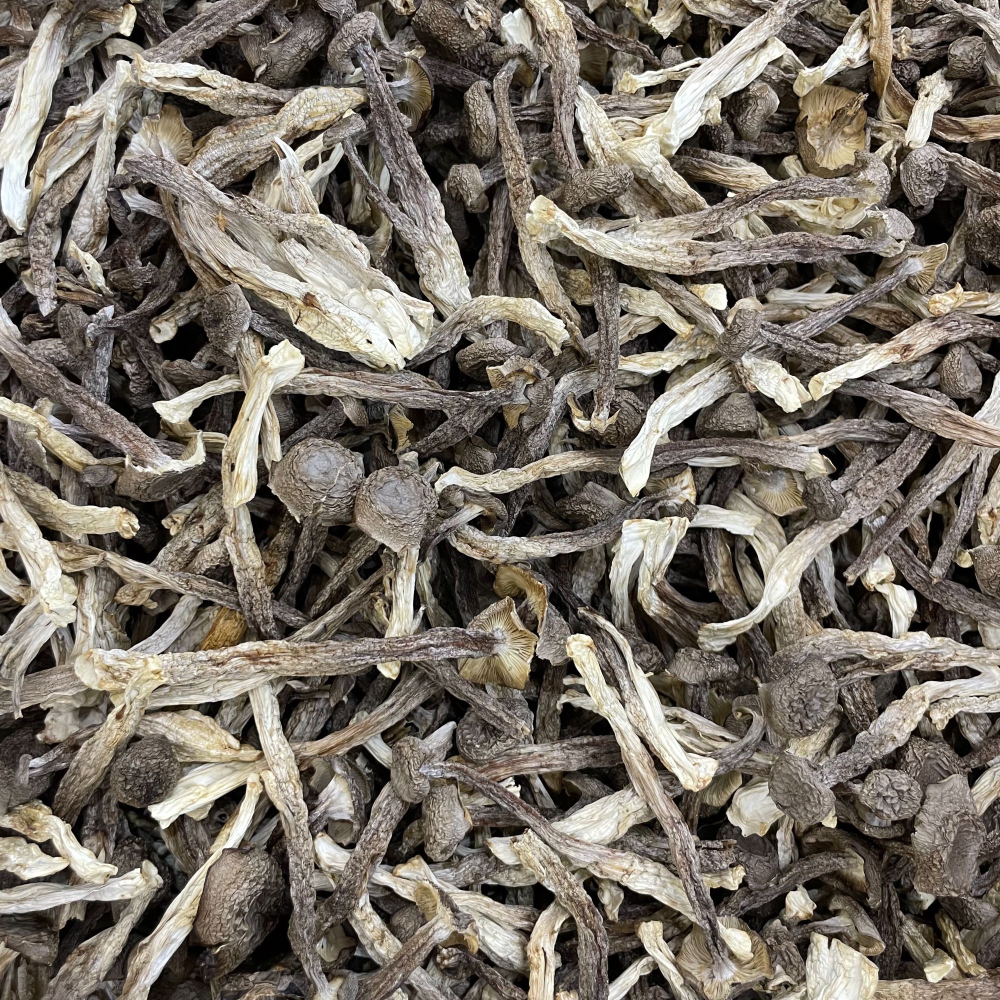 【升发】足干鹿茸菇