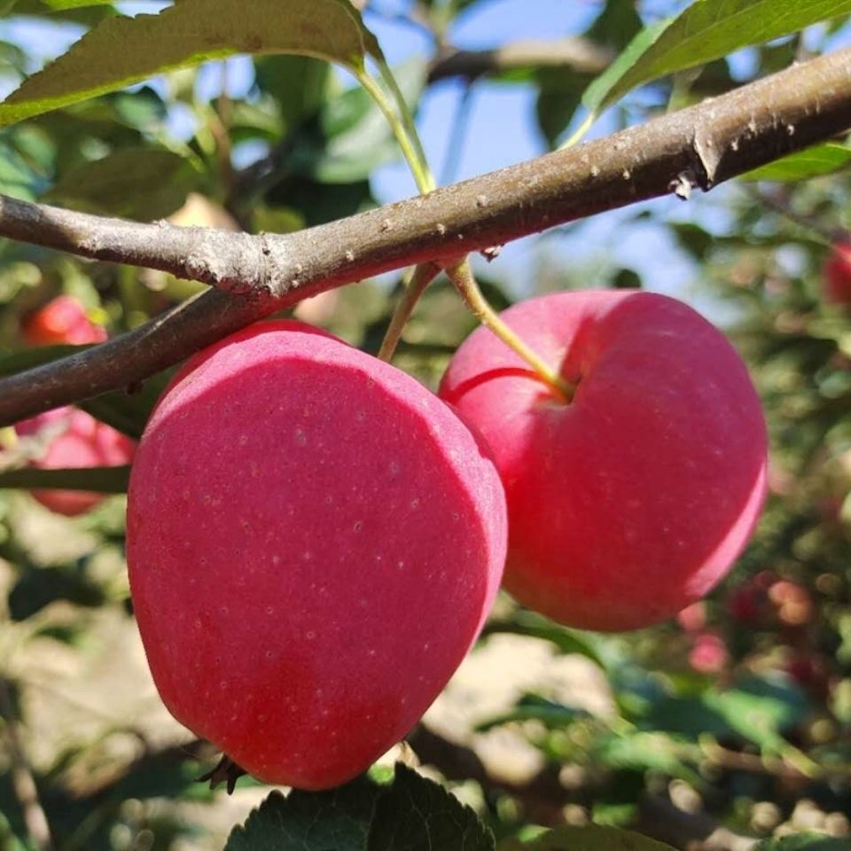 东北特产精选优质鸡心果I酸甜现摘现发新鲜【包邮】