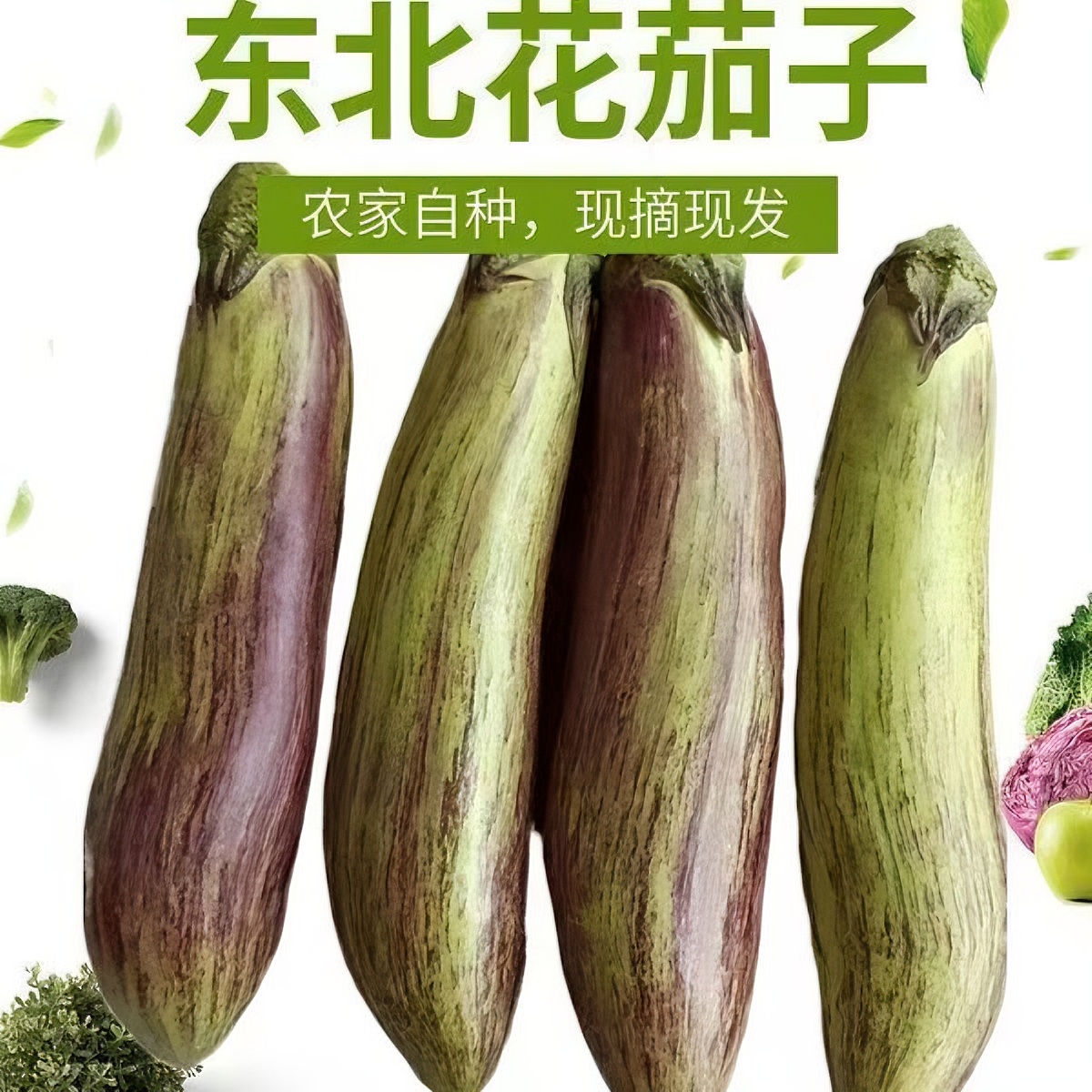 东北吉林四平特产农家面包茄子现摘现发农产品3斤5斤