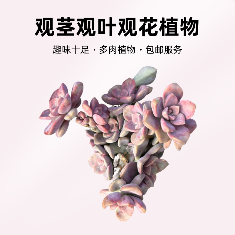 精品老桩【地栽小号丸叶紫乐】新手家庭空气净化植物精选基地优选