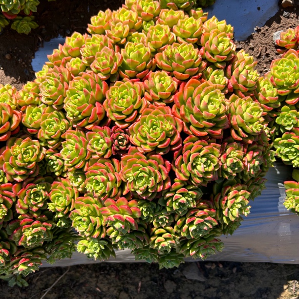 地栽火焰蒂亚大株多肉[20公分起]轻微损坏不售后