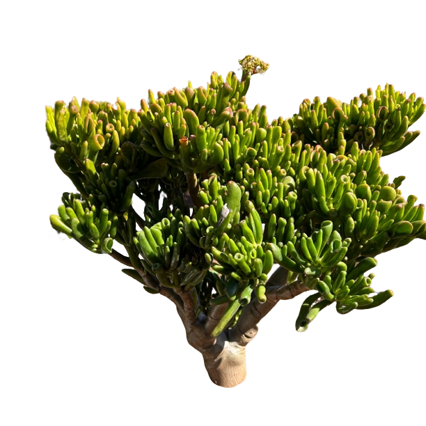 地裁老桩吸米树【超大号】