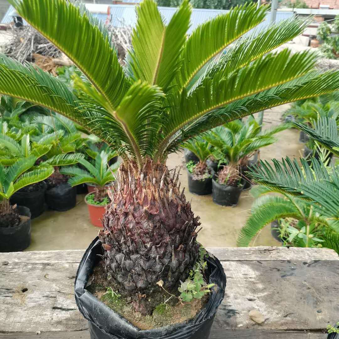 铁树盆栽四季常青室内外秋季桌面防辐射盆景好养易活净化空气绿植