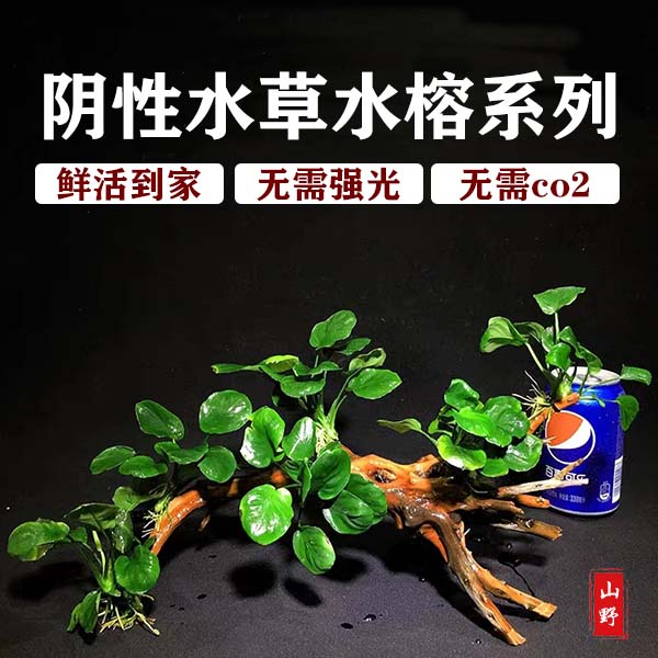 水榕水草阴性活体真草植物大叶榕迷你榕造小巴榕新手营养四季