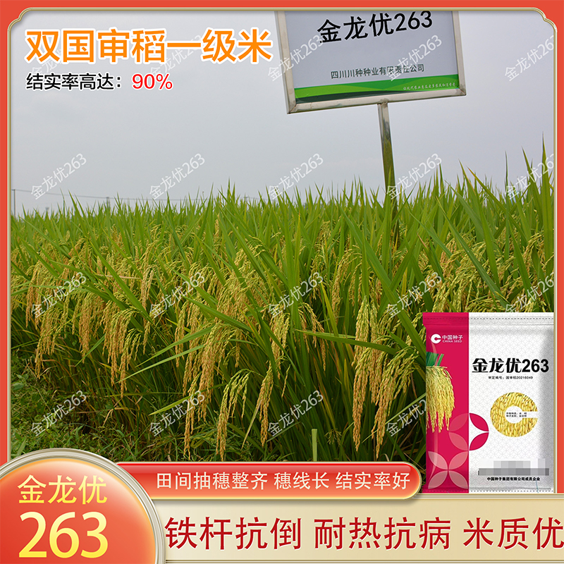 杂交水稻种子金龙优263国审稻一级香米铁杆抗倒稻谷种籽大田品质