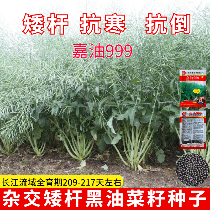 嘉油999杂交油菜种子矮杆实心杆抗倒伏黑油菜种籽高产榨油好品种