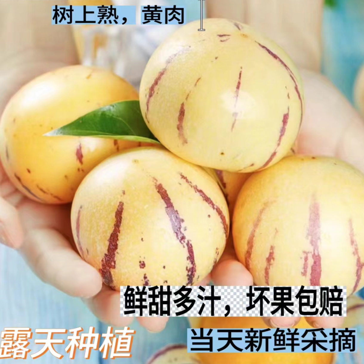 【树熟】云南人参果.露天种植.圆果.黄肉.清甜多汁.大果爽口食用