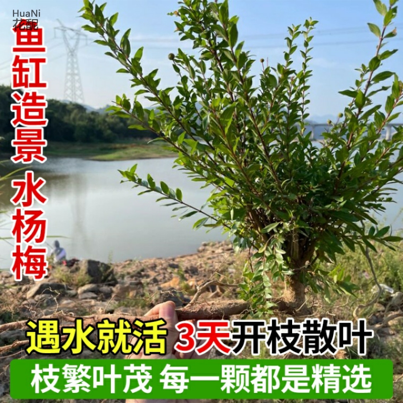 水杨梅 鱼缸造景植物老桩树桩小叶小苗水培根迷你盘绿植微型盆栽